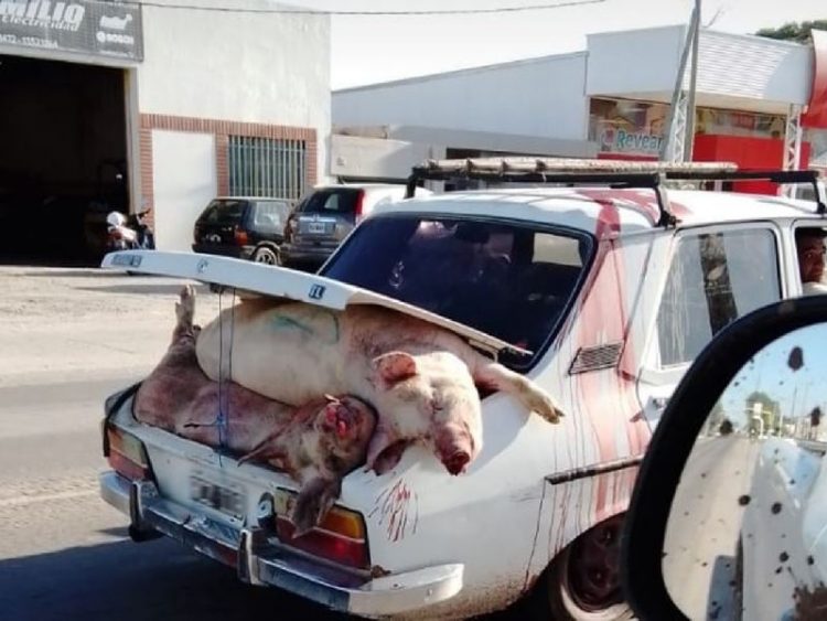 Identifican a 30 personas que participaron del saqueo a un camión con cerdos