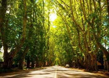 Colonia Caroya está de festejo