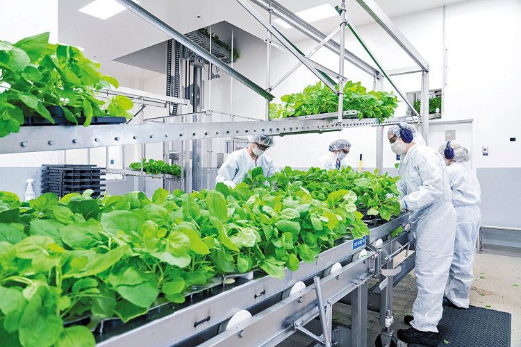 La vacuna vegetal contra la Covid que se elabora en Córdoba fue finalmente aprobada