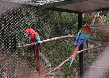 La ciudad de Córdoba recibió a tres guacamayos afectados por los incendios en Corrientes