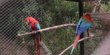 La ciudad de Córdoba recibió a tres guacamayos afectados por los incendios en Corrientes