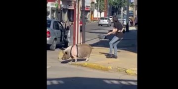 Sacó a pasear a su cerdo por el centro de una ciudad bonaerense y se volvió viral