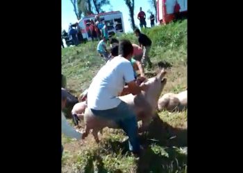 Volcó un camión cargado con cerdos y los vecinos se llevaron los animales