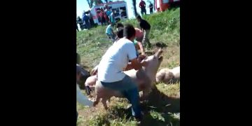 Volcó un camión cargado con cerdos y los vecinos se llevaron los animales