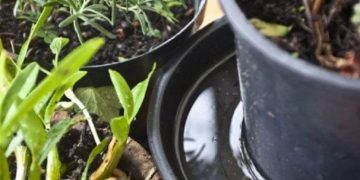 Continúa la campaña contra el dengue