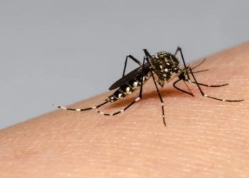 Se confirmó el primer caso de dengue en la provincia