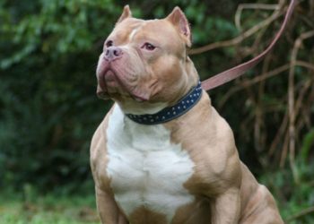 Cómo sigue el estado de salud de la mujer que fue atacada por tres pitbulls