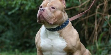 Cómo sigue el estado de salud de la mujer que fue atacada por tres pitbulls