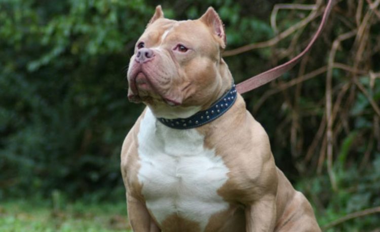 Cómo sigue el estado de salud de la mujer que fue atacada por tres pitbulls