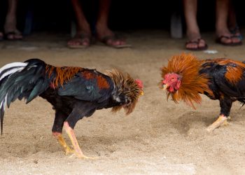 México: hubo al menos 20 muertos por un tiroteo ocurrido en un recinto para riña de gallos