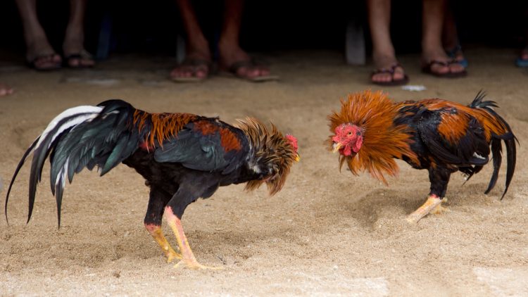 México: hubo al menos 20 muertos por un tiroteo ocurrido en un recinto para riña de gallos