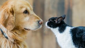 ¿Los perros y gatos son realmente tan diferentes?