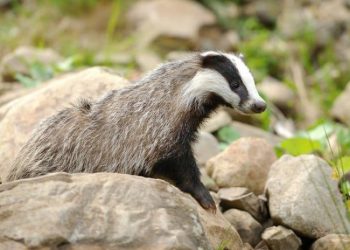 Advierten sobre la transmisión de coronavirus entre humanos y animales salvajes