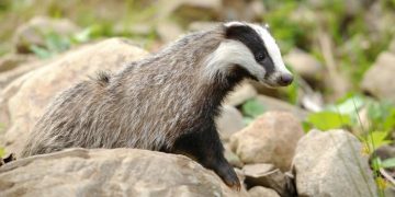 Advierten sobre la transmisión de coronavirus entre humanos y animales salvajes