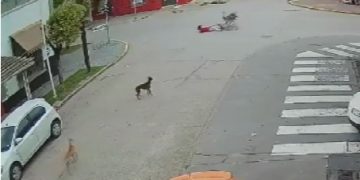 Un ñandú la atropelló a toda velocidad mientras andaba en bicicleta