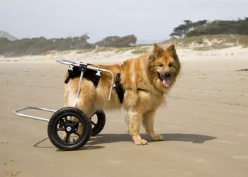 La displasia de cadera en nuestros perros