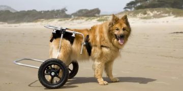 La displasia de cadera en nuestros perros