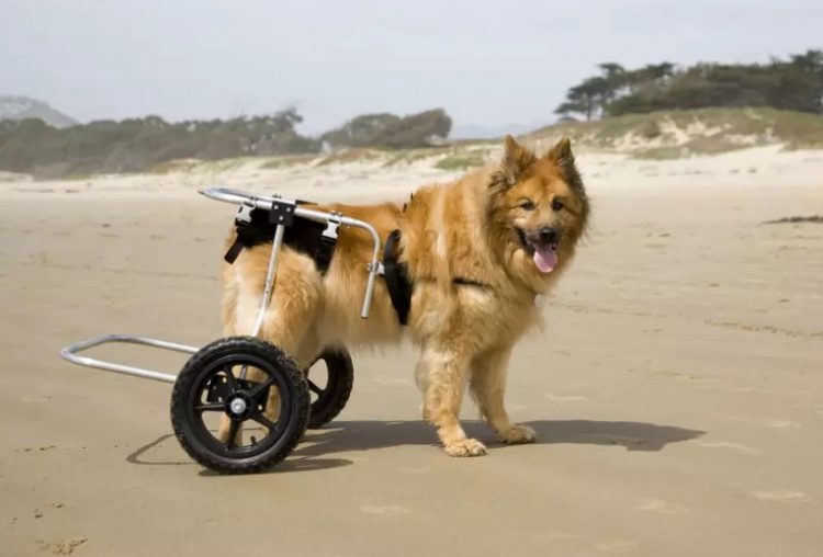 La displasia de cadera en nuestros perros