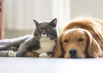 ¿Los perros y gatos son realmente tan diferentes?
