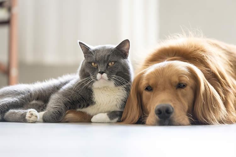 ¿Los perros y gatos son realmente tan diferentes?