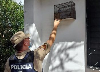 Policía Ambiental rescató fauna silvestre en Mina Clavero