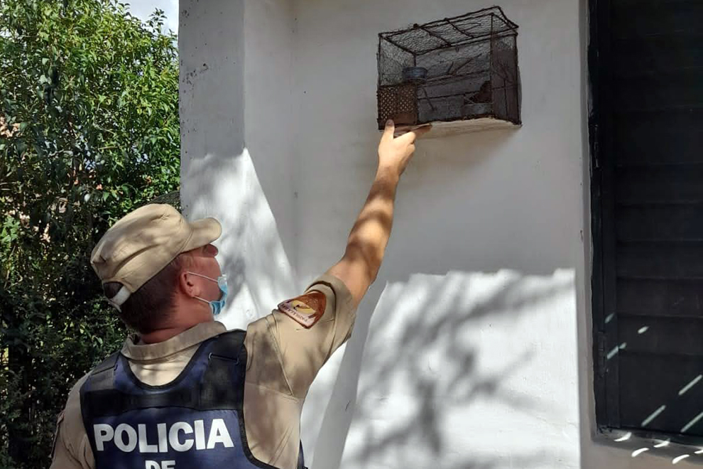 Policía Ambiental rescató fauna silvestre en Mina Clavero