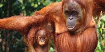 Las relaciones sociales moldean el vocabulario de los simios, según una investigación