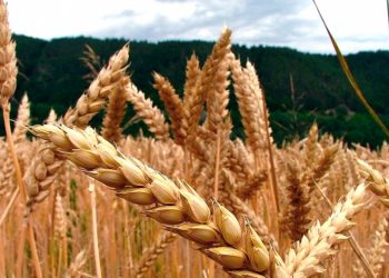 La escalada del conflicto en Ucrania dispara los precios de las materias primas