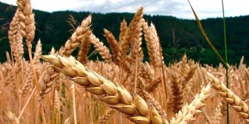 La escalada del conflicto en Ucrania dispara los precios de las materias primas