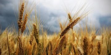 Buscan frenar el impacto del aumento del precio del trigo