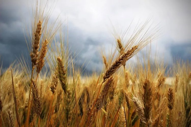 El Fondo Estabilizador del trigo realizó el primer giro de fondos a molinos por $1.400 millones