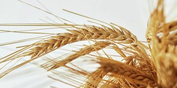 Rusia suspendió temporalmente la exportación de cereales a la Unión Económica Euroasiática