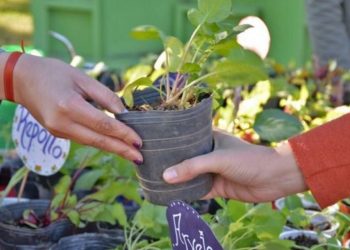 Convocan a vecinos de Córdoba a intercambiar su basura por eco-macetas