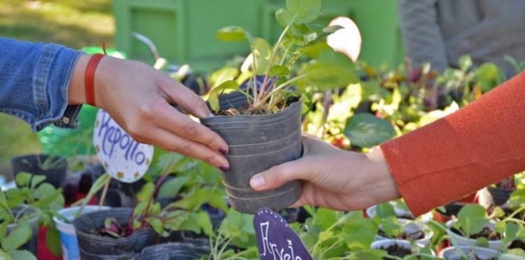 Convocan a vecinos de Córdoba a intercambiar su basura por eco-macetas