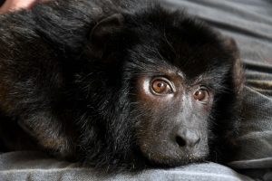 Chocolate, Sandra y Coco, casos emblemáticos que hicieron avanzar el derecho animal