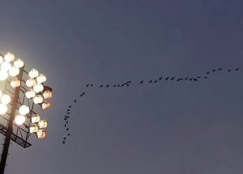 Afirman que la contaminación lumínica perjudica la migración de las aves