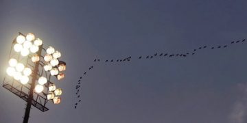 Afirman que la contaminación lumínica perjudica la migración de las aves
