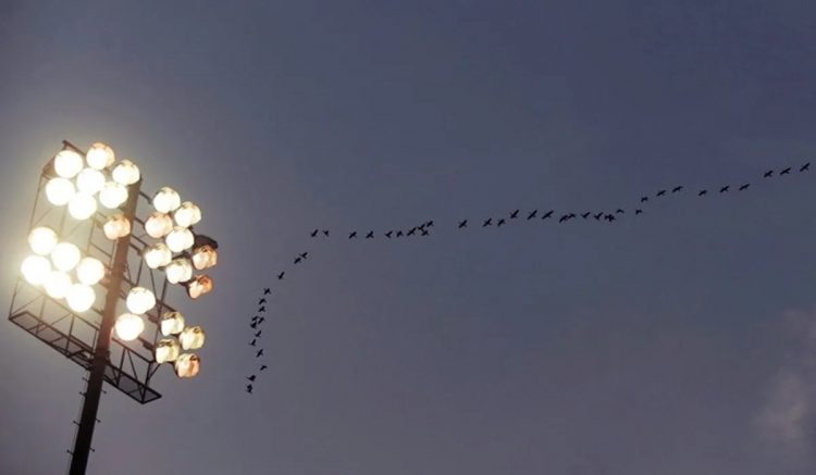 Afirman que la contaminación lumínica perjudica la migración de las aves