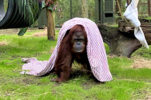 Chocolate, Sandra y Coco, casos emblemáticos que hicieron avanzar el derecho animal