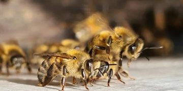 Afirman que por el uso de agroquímicos las abejas huyen del campo hacia las ciudades
