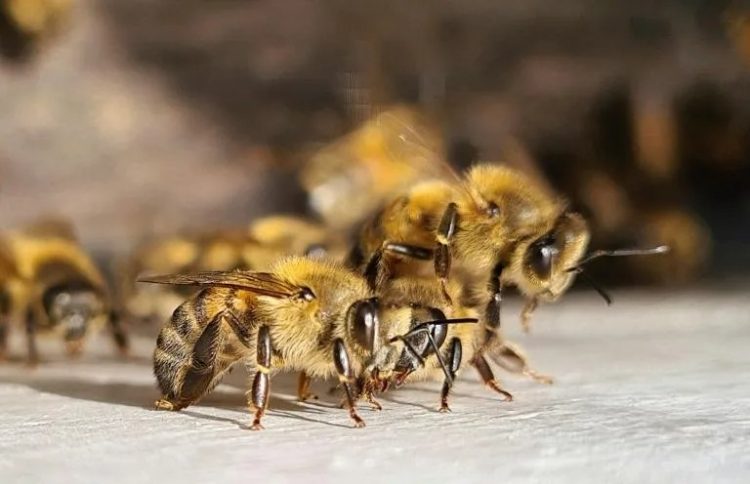 Afirman que por el uso de agroquímicos las abejas huyen del campo hacia las ciudades