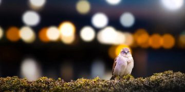 Aseguran que la contaminación lumínica aturde a las aves y perjudica sus migraciones