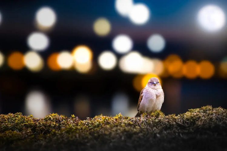 Aseguran que la contaminación lumínica aturde a las aves y perjudica sus migraciones