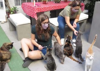 Cat Café: un bar de felinos único para disfrutar la “gatoterapia”