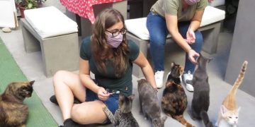 Cat Café: un bar de felinos único para disfrutar la “gatoterapia”