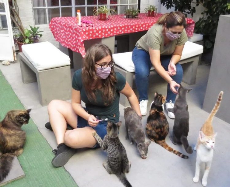 Cat Café: un bar de felinos único para disfrutar la “gatoterapia”