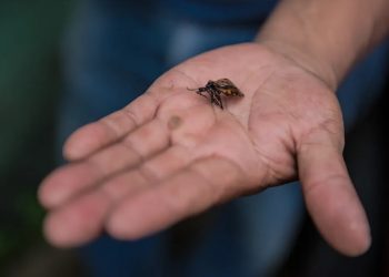 Siete de cada diez personas que padecen la enfermedad de Chagas no lo saben