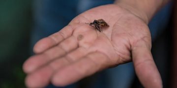Siete de cada diez personas que padecen la enfermedad de Chagas no lo saben