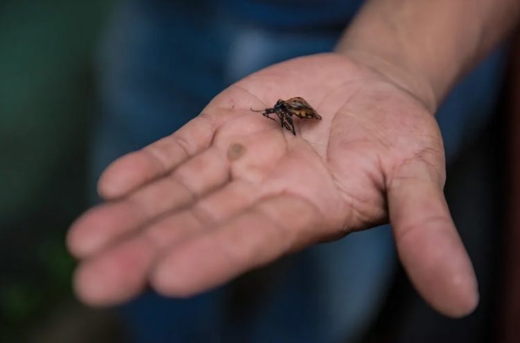 Siete de cada diez personas que padecen la enfermedad de Chagas no lo saben