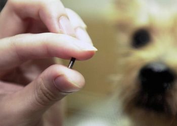 Proponen colocar un microchip a perros y gatos para el cuidado de mascotas
